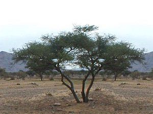 Acacia nilotica