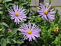 * Nomination Aster thomsonii. This beautiful aster flowers from July to September.-- Famberhorst 15:35, 20 August 2013 (UTC) * Promotion Good quality. --Florstein 17:37, 20 August 2013 (UTC)