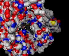 Surface depiction of active site pocket of β-glucuronidase with catalytic residues shown[1]