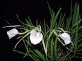 Brassavola nodosa