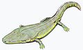 Cyclotosaurus, un stéréospodyle, par D. Bogdanov.