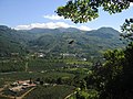 Coffee plantation just south of Orosi