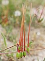 Fruktoj de Erodium ciconium aŭ Cikonibeka erodio.