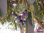 Java Plum (Black Plum, Jamun or Jambhool in Hindi, Kala Jambu in Gujarati, Kalojam in Bengali, ನೇರಳೆ NeraLe in Kannada, Jambhul-जांभूळ in Marathi and Naval or Nagal in Tamil) -- Eugenia jambolana, or Syzygium cumini "neredu " in Telugu