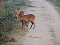 Hog deer in Kaziranga Tiger Reserve