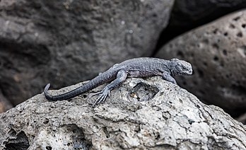 Exemplar de uma iguana-marinha jovem (Amblyrhynchus cristatus), ilha Lobos, Galápagos, Equador (definição 8 361 × 5 089)