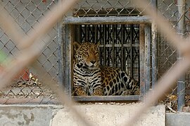 Jaguar, Delhi Zoo 2.jpg