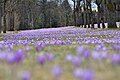 Massenhaftes Auftreten von Crocus neglectus, Zavelstein, Baden-Württemberg