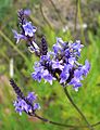 Лаванда канарська (Lavandula canariensis), Канарські острови