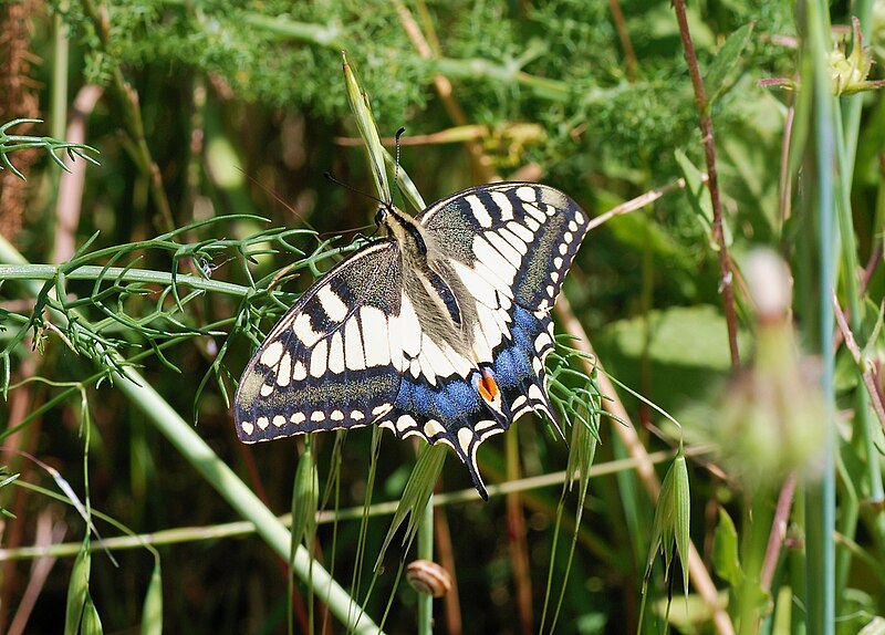 File:Papilio May 2008-1.jpg