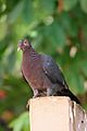 Scaly-naped pigeon