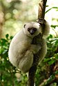 A primate with white fur, black face, and red eyes gripping a tree with both hands and feet in the foreground and green leaves in the background