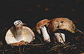 Pelkinė ūmėdė (Russula paludosa)