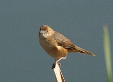 Red-faced Cisticola (Cisticola erythrops).jpg