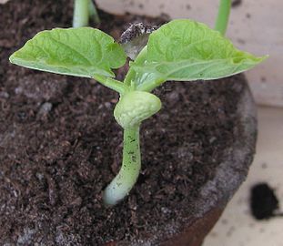 Beans sprouting