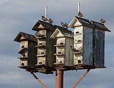 Starlings on a birdhouse (92039)