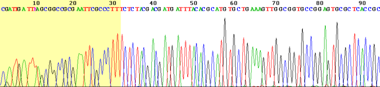 Sanger sequencing read display.png