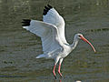 Ibis blanc americà