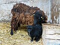 Moutons d'Ouessant 15