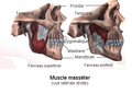 Vue latérale droite du masséter.