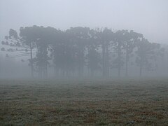 Montecito de araucarias al amanecer.jpg