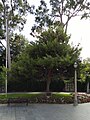 Battle of Lone Pine; the tree grew from a seedling related to the original Lone Pine