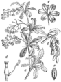 Berberis vulgaris Česmin (as syn. Bérberis vulgáris) plate 332 in: Martin Cilenšek: Naše škodljive rastline Celovec (1892)