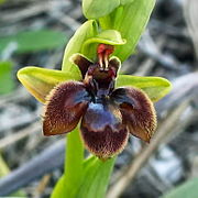 Ophrys × fernandii