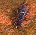 Orchesella cincta, 'ne springstart.