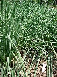 A hagymafélék (Allium sp.) megakadályozzák a rothadást.