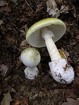 death cap (Amanita phalloides)