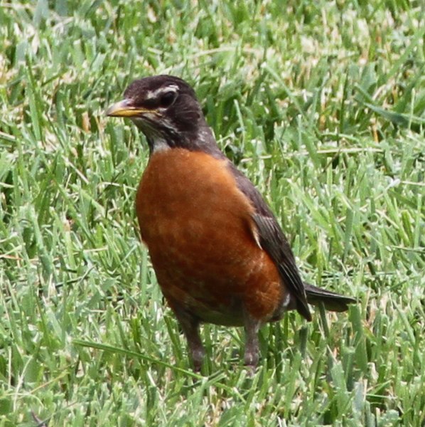 File:American robin (27101001553).jpg