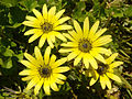 Arctotheca calendula (tribù Arctotideae - sottotribù Arctotidinae)