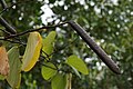 Butterfly Bauhinia seed pod