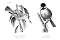 Poecile atricapillus (common: Chickadee) Plate 10, No. 2. in: Birdcraft, 1897