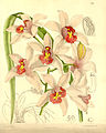 Cymbidium insigne