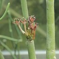 Ceropegia fusca