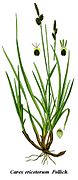 Carex ericetorum