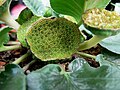 Jeune inflorescence de Dorstenia brasiliensis.