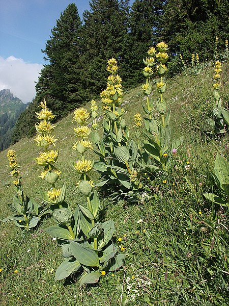 File:Gentiana lutea 090705.jpg