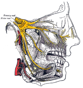 nervus trigeminus (geel) met de nervus ophthalmicus bij "1"