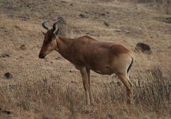 Kongoni (Alcelaphus buselaphus cokii)