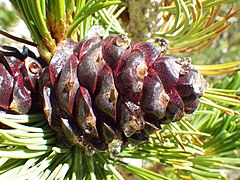 Cone, Kings Canyon National Park