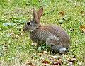 Kaninchen auf der großen Wiese