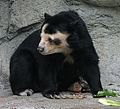 Spectacled bear (Tremarctos ornatus)