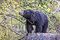 * Nomination Sri Lankan sloth bear (Melursus ursinus inornatus) --Charlesjsharp 11:39, 18 March 2022 (UTC) * Promotion  Support Good quality. --Ermell 20:02, 18 March 2022 (UTC)