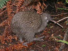 Tokoeka, Apteryx australis i det fri Foto: Glen Fergus