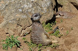 Suricate