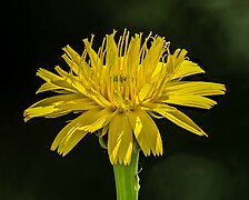 Crepis biennis (SDG 15)