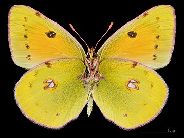 Colias myrmidone ♀ △